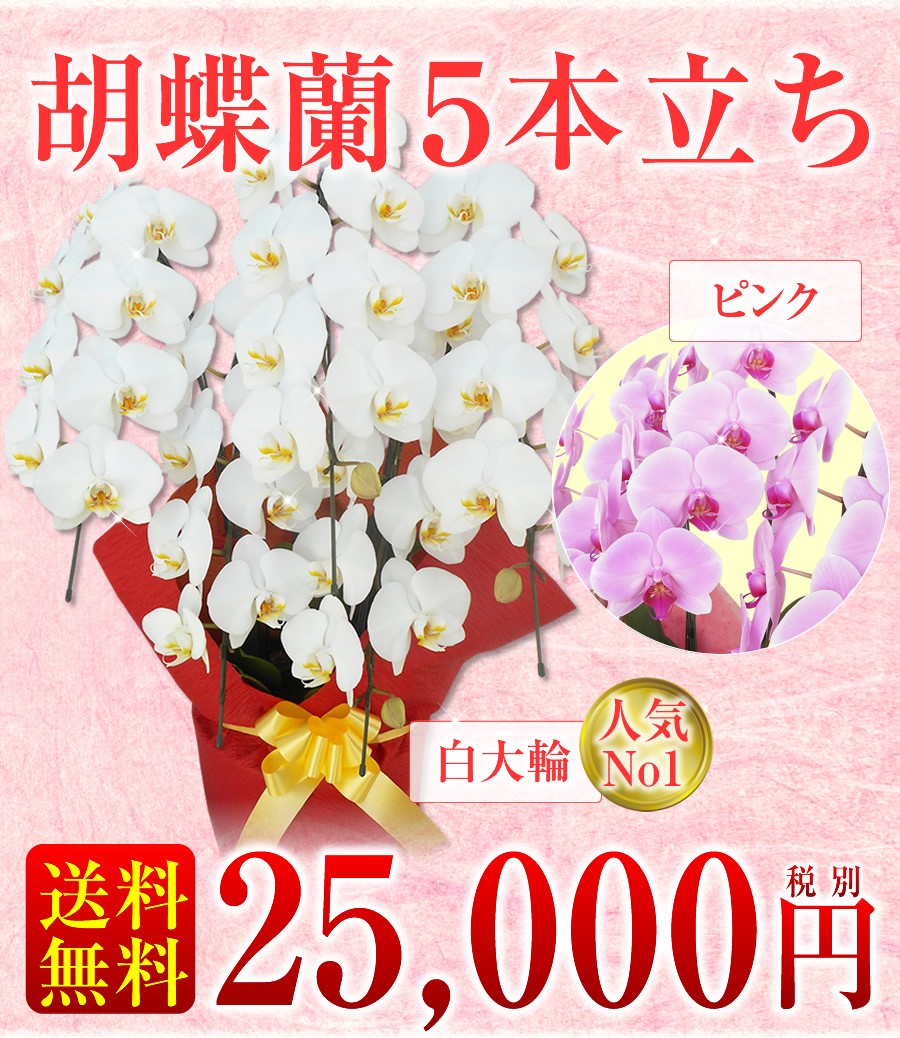 造花　胡蝶蘭白　５本立ち　お祝い花　お供え花 胡蝶蘭】☆胡蝶蘭5本立ち☆25,000円(税別)/胡蝶蘭/お祝い/お供え/送料