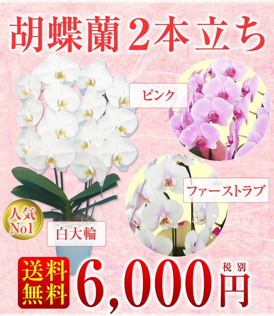 胡蝶蘭】☆胡蝶蘭2本立ち☆6,000円(税別)/胡蝶蘭/お祝い/お供え/送料