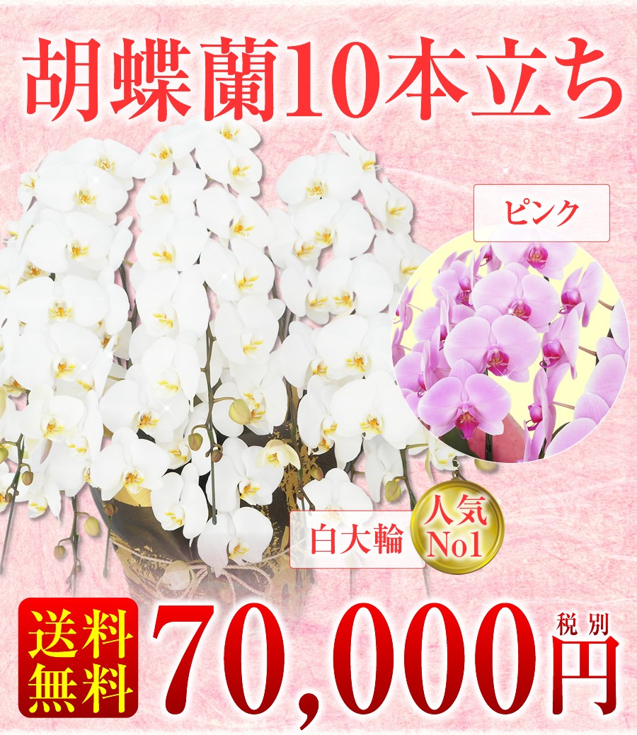 胡蝶蘭 70,000円