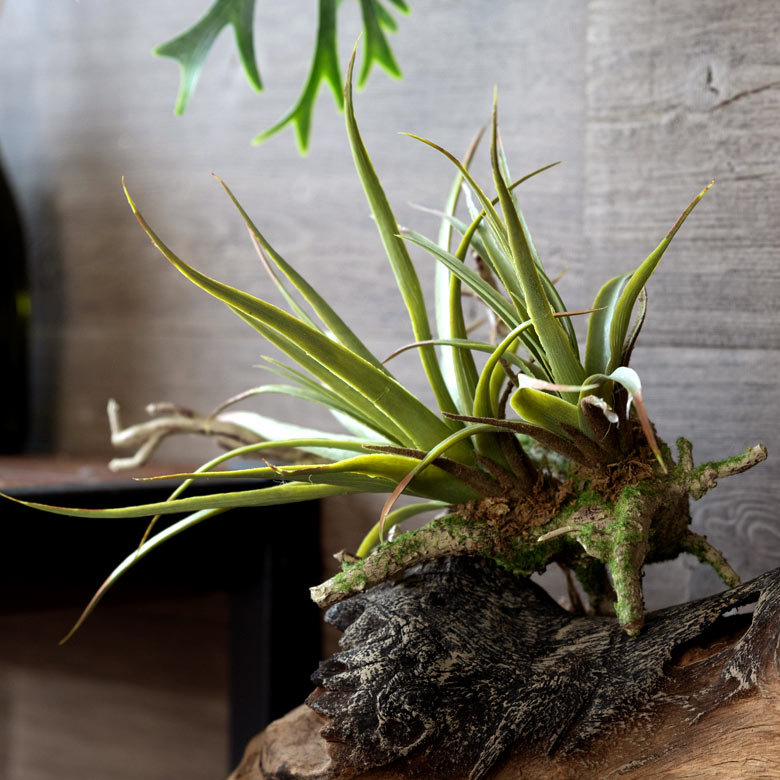 専用＊プロテア&エアプランツ  フェイクスワッグ 専用＊プロテア&エアプランツ フェイクスワッグ 【公式通販】