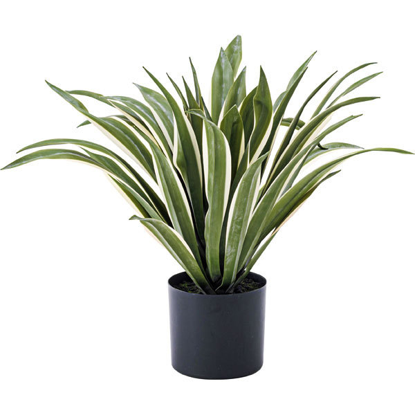 フェイクグリーン フェイクプランツ アガペ 観葉植物 グリーン 高さ約50cm 91471_1