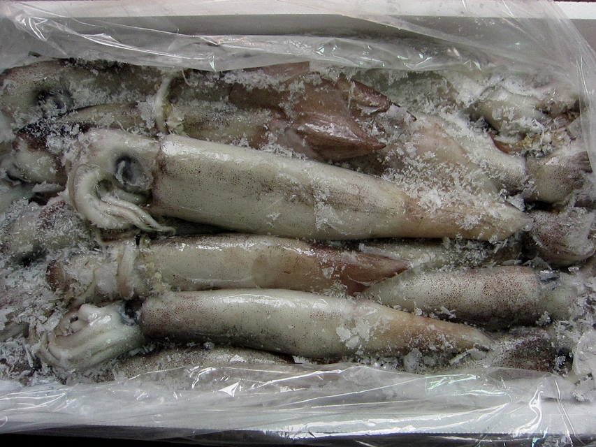 お刺身用「スルメ烏賊22尾位で4kg」活冷凍品、-美しい釣り物－日本代購