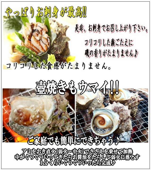 壺焼き・お刺身用活さざえ大小混合10kg さざえ 栄螺 サザエ : sazae10k : ASK sanin 山陰境港 - 通販 -  Yahoo!ショッピング