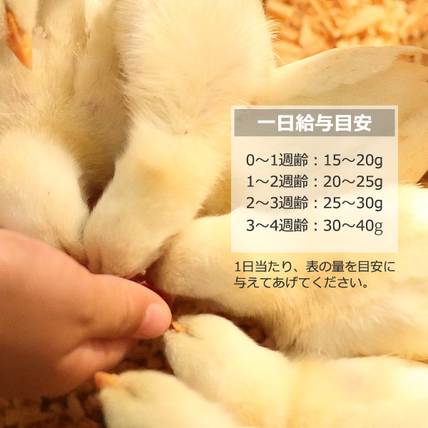 SMILE PET CLUB ヒヨコフード 0から4週齢用 2.7kg ひよこの餌 2700g
