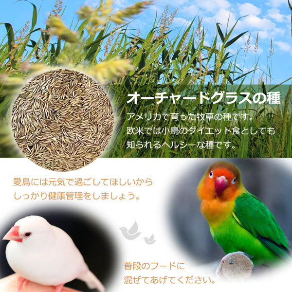 無添加 オーチャードグラスの種 100g 鳥の餌 小鳥 インコ 文鳥