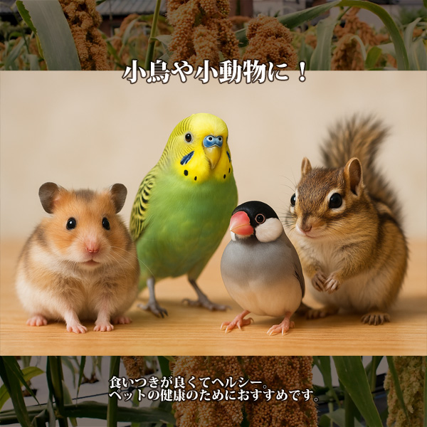 無農薬 赤粟の穂 300g 小鳥の餌 フード 天然 小動物にも ペットフード
