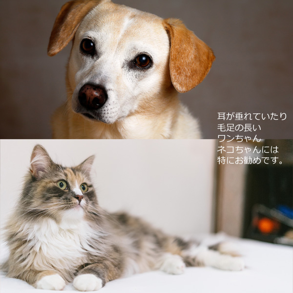 イヤークリーナー ペット用 耳の洗浄液 60ml 犬 猫 SMILE PET CLUB｜asobi｜05