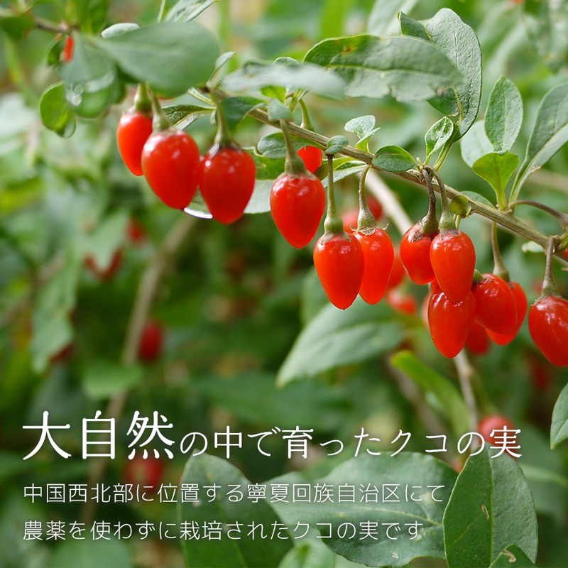 クコの実 1袋 250g ゴジベリー 無農薬 ドライフルーツ スーパーフード