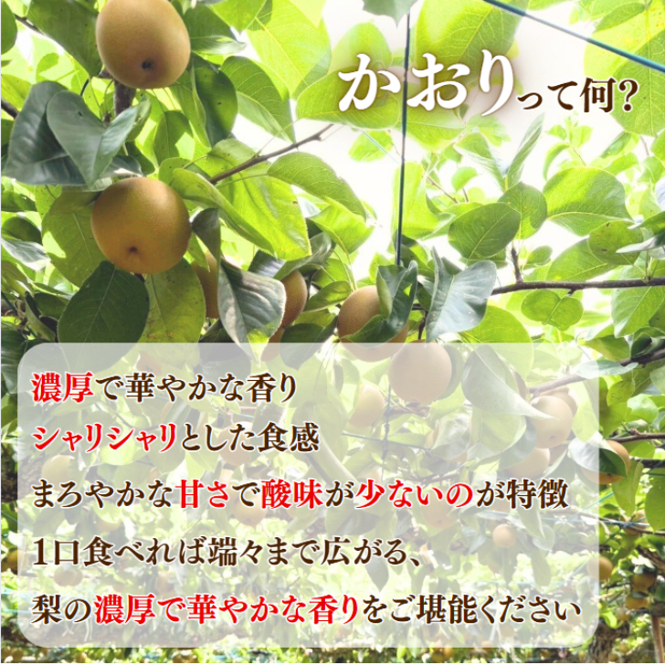 福島県産 かおり 約3kg 梨 青梨 幻の梨 果物 フルーツ デザート くだもの 国産 風の季節 産地直送 : アスライト - 通販 ...