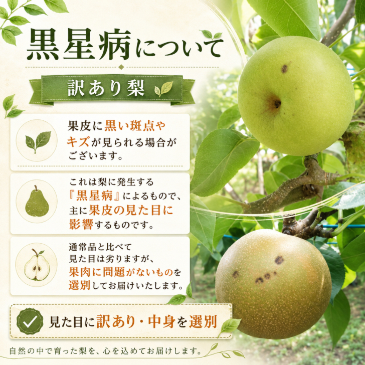 福島県産 豊水梨 約2kg 訳あり品 産地直送 梨 なし 和梨 国産 フルーツ