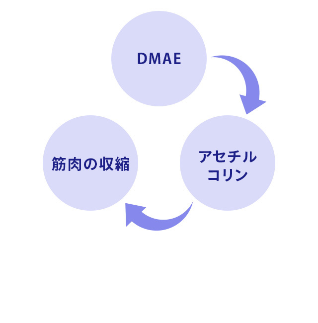ハイコンセントレート プレミアム DMAE 美容液＆クリーム