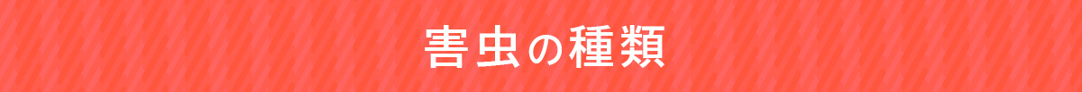 帯
