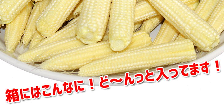 50本以上入り 「朝採りベビーコーン」 皮付き 山梨県産 ヤング