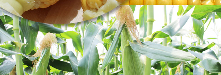 フルーツコーンきみひめの後継品種