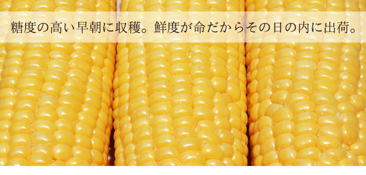 朝採りを即日出荷