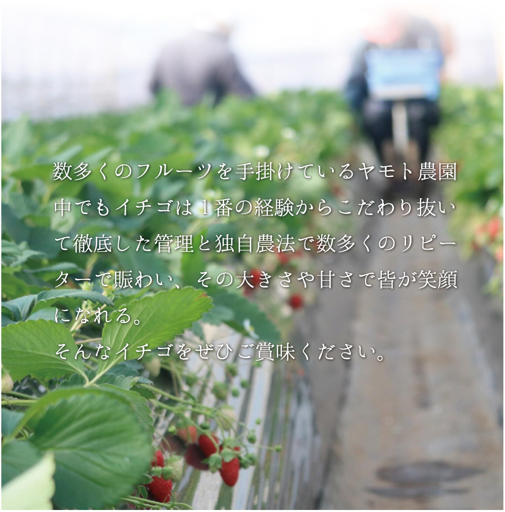 ヤモト農園のいちご