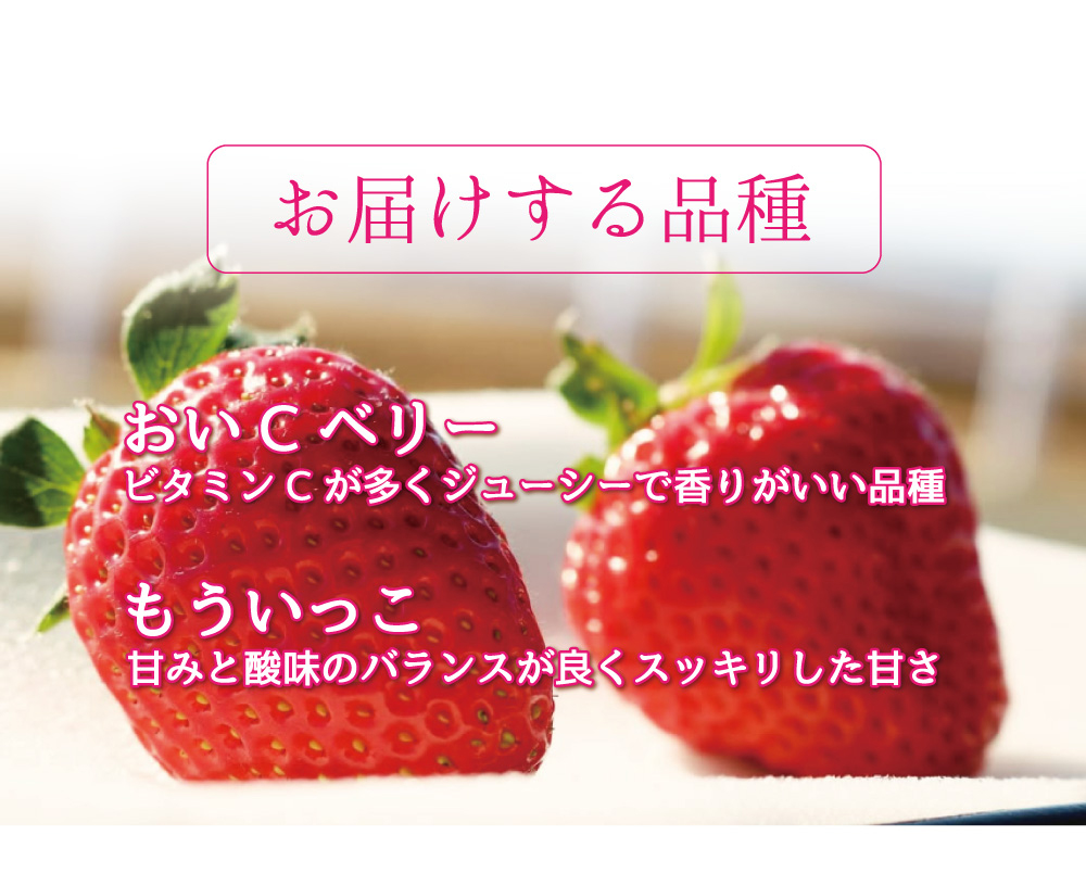 おいＣベリー・もういっこ