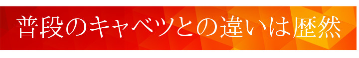 普段のキャベツのと違いは歴然！