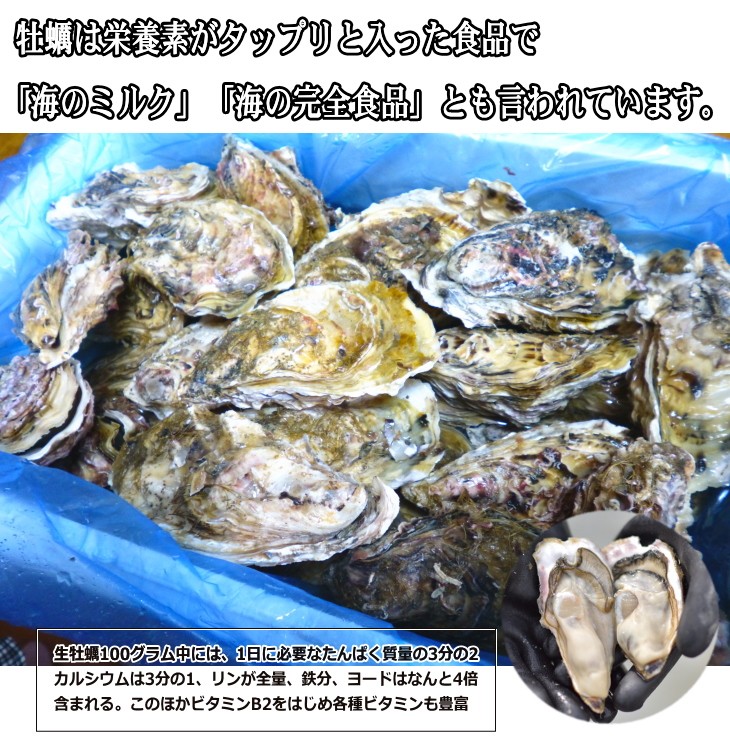 北海道厚岸西岸 仙鳳趾 生牡蠣/最大７０個前後４キロ（訳あり ハネモノ）せんぽうし 生牡蠣（かき）（殻付き 生食用） :hane4:アツマル水産 -  通販 - Yahoo!ショッピング