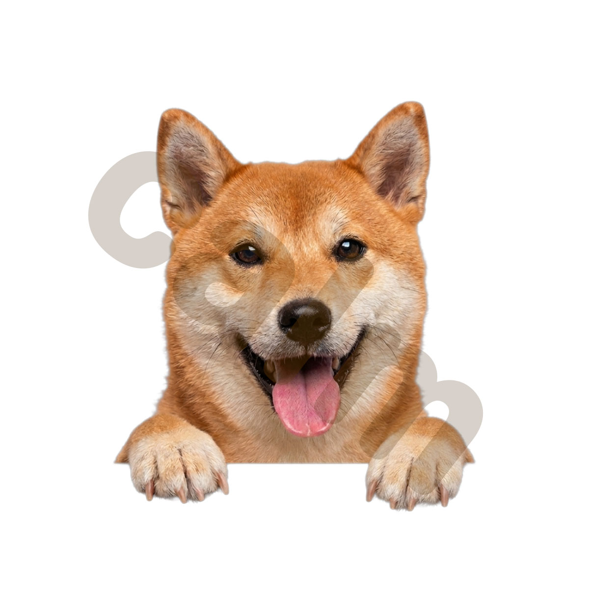 犬 ステッカー ダックスフンド 覗き見る犬 かわいい 動物 アニマル
