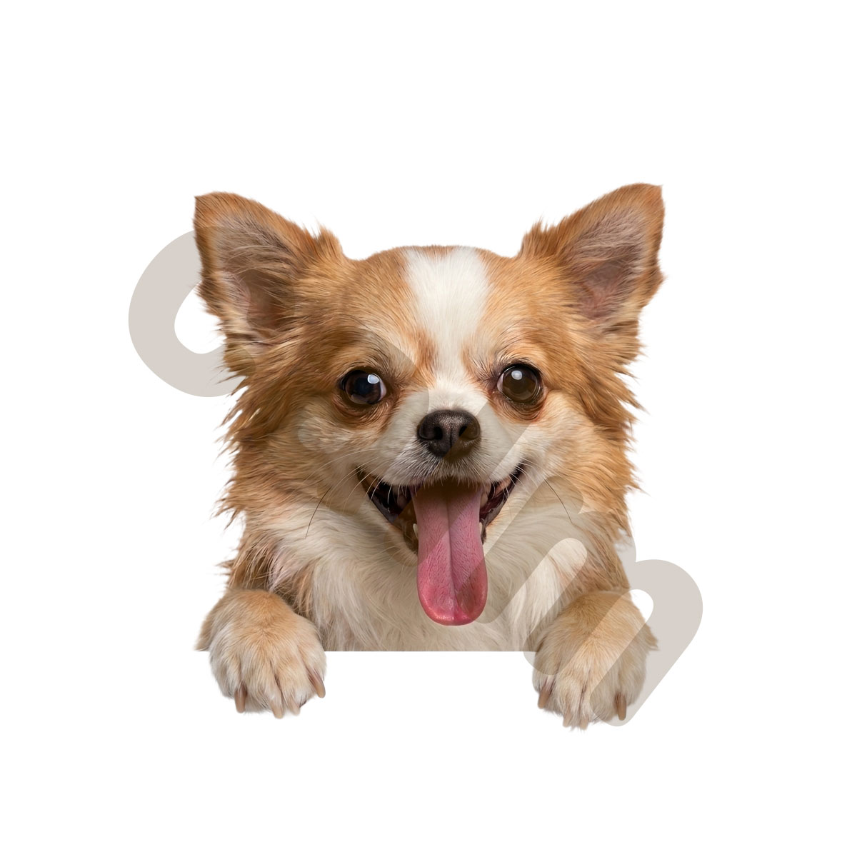 犬 ステッカー ダックスフンド 覗き見る犬 かわいい 動物 アニマル