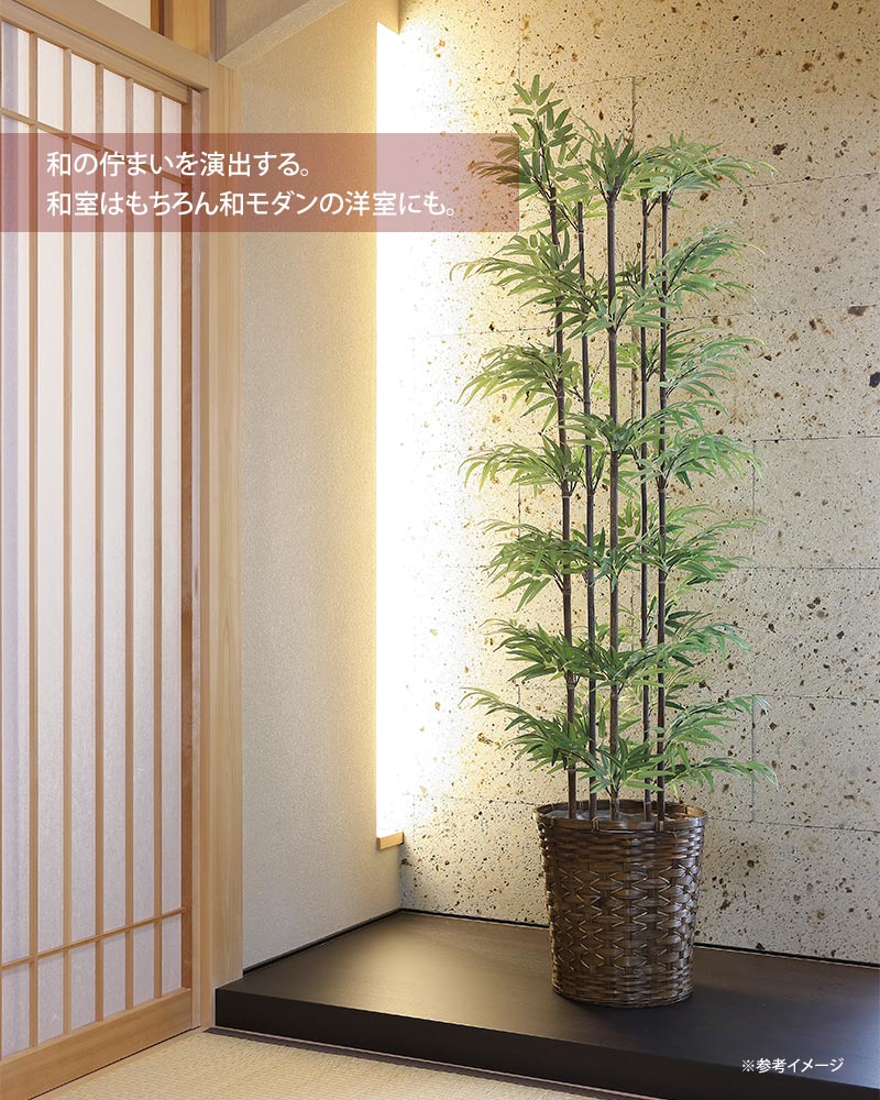 黒竹　鉢付き Amazon｜黒竹 2本立ち 10号鉢植え クロチク くろたけ 常緑樹