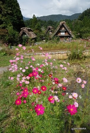 アートフォト 絵画 壁掛け 世界遺産白川郷・コスモス2 岐阜県
