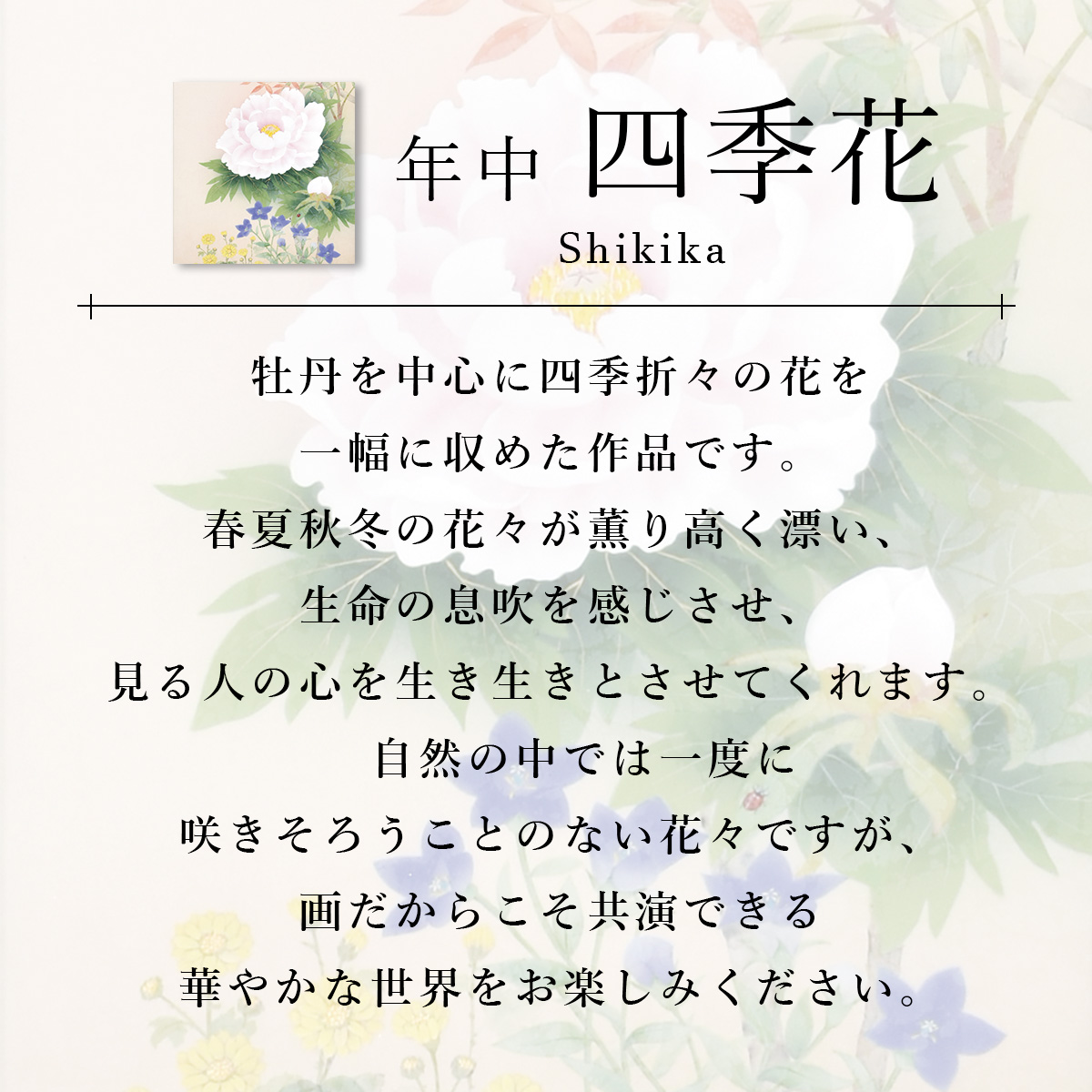 K159 春光 「四季花 牡丹」 掛軸 日本画 絹本 合わせ箱 掛軸 掛け軸-四季花/根本葉舟 花鳥掛軸送料無料(尺三 化粧箱 本表装