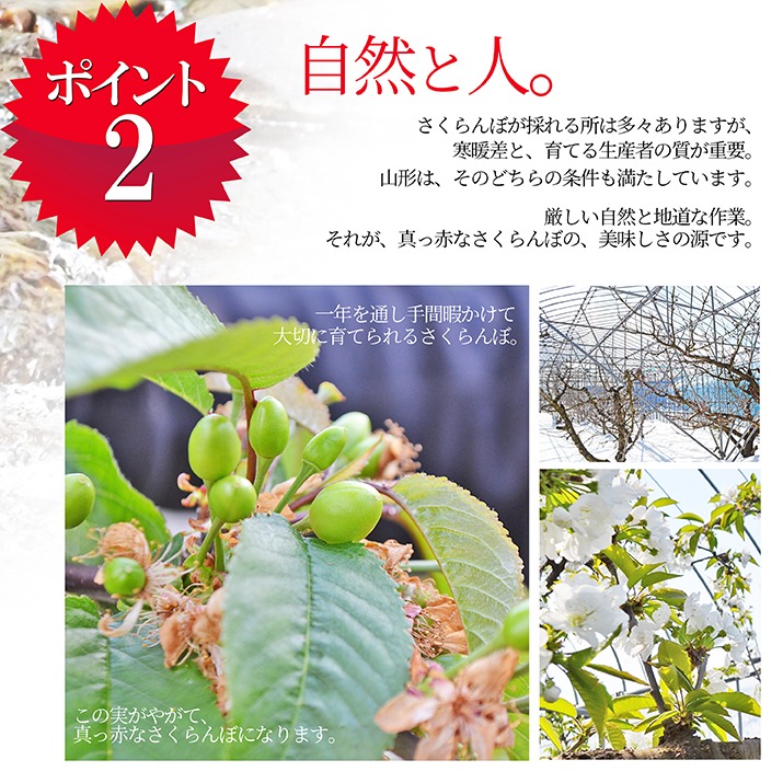 【未使用新品】当選品　お菓子売り場でゲットザクザクレンジャーキーキャンペーン お中元 さくらんぼ 佐藤錦 or 紅秀峰 700g（350g×2） 秀品