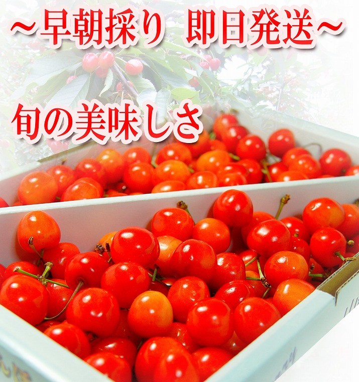 只今お届け中 さくらんぼ 佐藤錦 700g 秀品 ギフト 贈答 Mサイズ