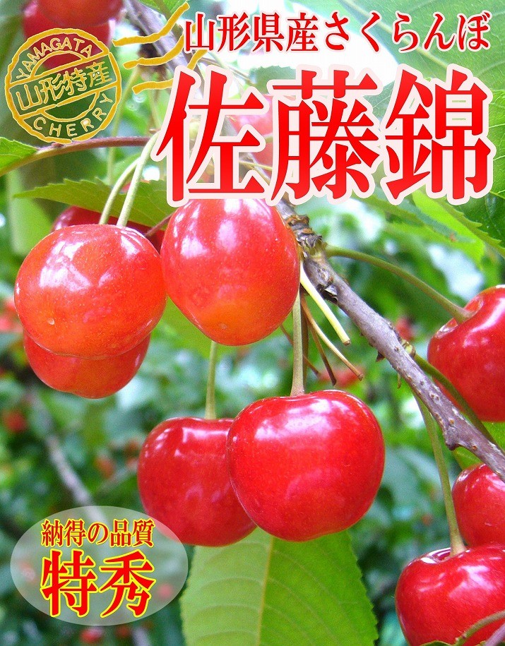 只今お届け中 さくらんぼ 佐藤錦 L玉 300g 鏡詰め 山形 特秀