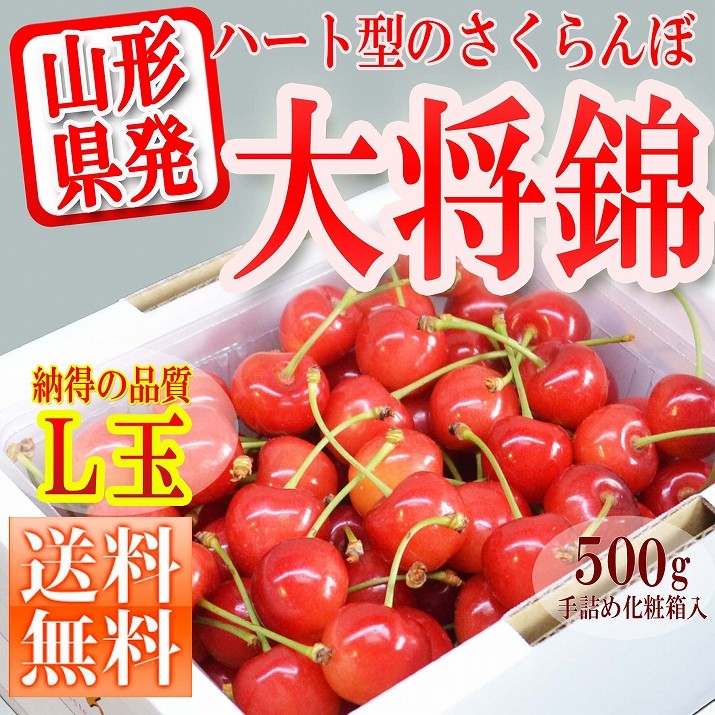 さくらんぼ 大将錦 500g 秀品 ギフト 贈答 Lサイズ 山形 山形県産 お