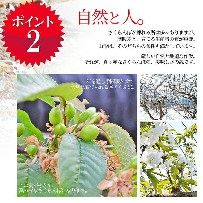 さくらんぼ 佐藤錦 1kg(500g×2) 秀...の詳細画像5