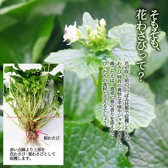 花わさび 約1kgバラ詰め お特用 季節限定 名水百選 山形県産 わさび専門ハウス直送 新鮮 採れたて