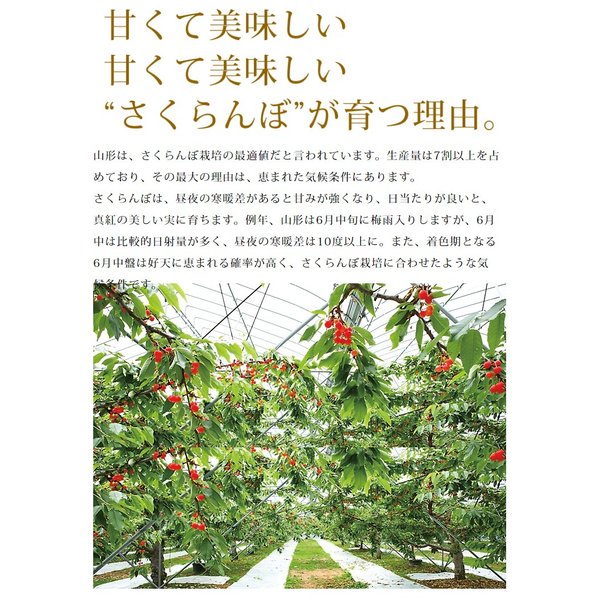 さくらんぼ 佐藤錦 2Ｌ玉 500g 桐箱入 山形 特秀 2024 山形県産