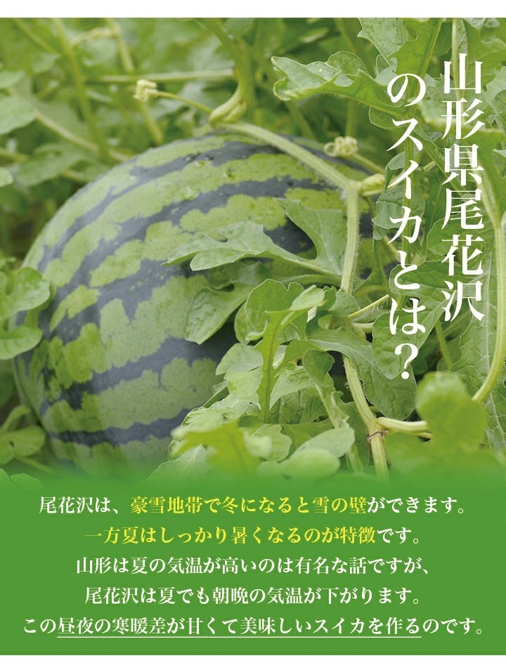 すいか 訳あり 2Lから3L 6.8kgから8kg前後 1玉 尾花沢産 スイカ ご家庭 