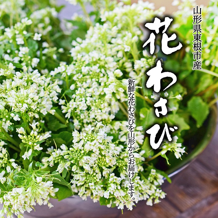 花わさび 約1kgバラ詰め お特用 季節限定 名水百選 山形県産 わさび専門ハウス直送 新鮮 採れたて