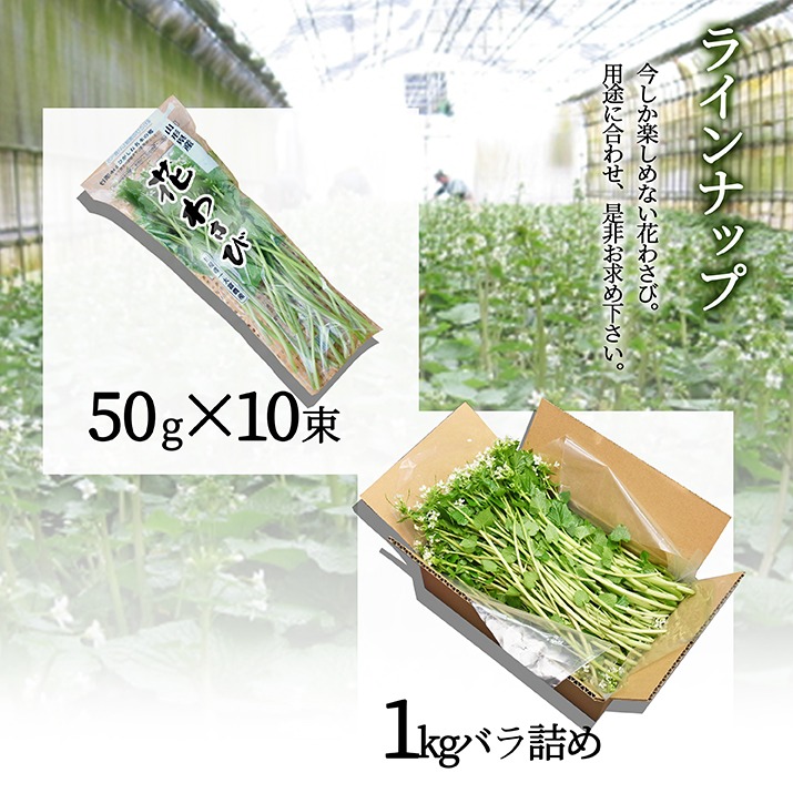 yamagatamaru_419009120003