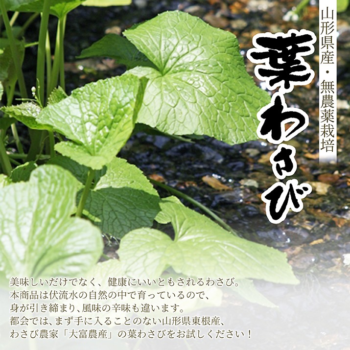 無農薬栽培 葉わさび 約80g×10束入り 季節限定 名水百選 山形県産