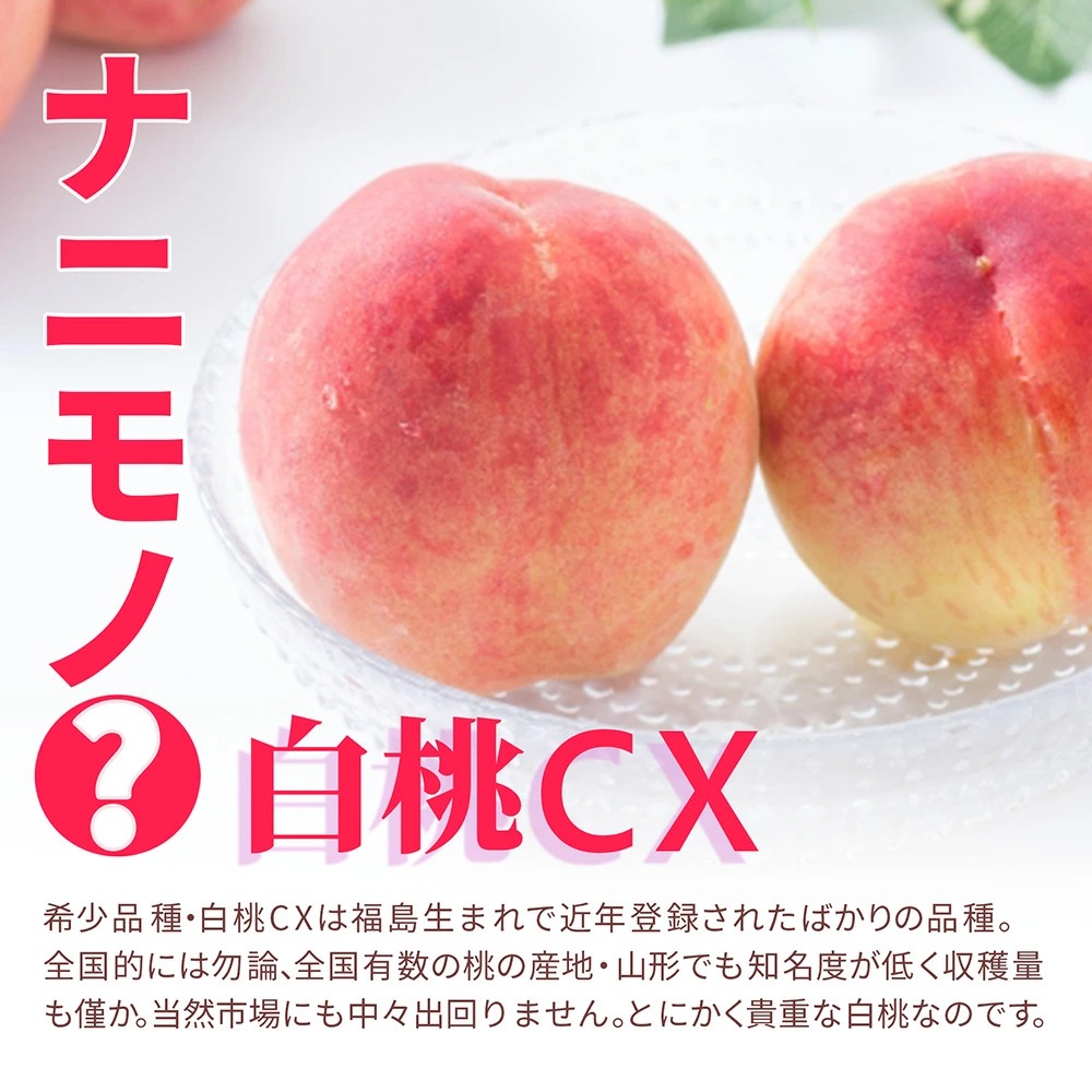 硬い桃 白桃 秀品 白桃CX 2.5kg 山形県産 送料無料 固い桃 かたい桃 かため 硬め 期間限定 産地直送 山形 シーエックス : mm-124