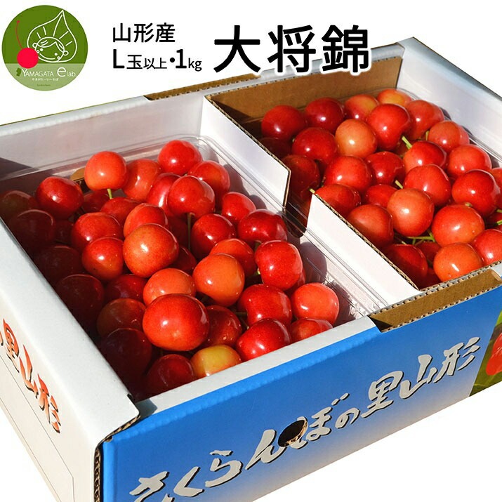 さくらんぼ 大将錦 1kg (500g×2) 秀品 ギフト 贈答 Lサイズ 山形 山形