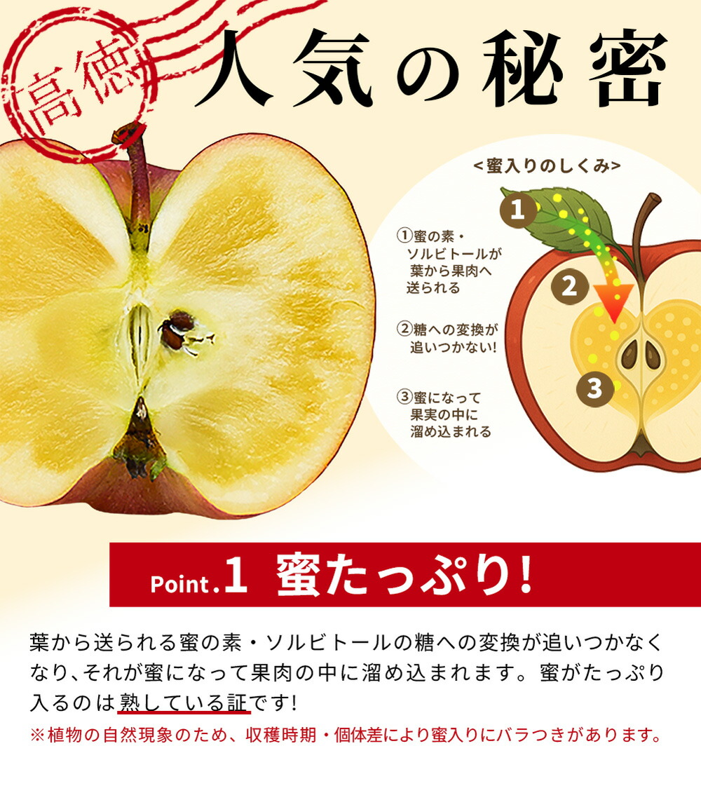 りんご 高徳(こうとく) 極小 独り占め 約1.5kg 約12〜15玉入 山形県産