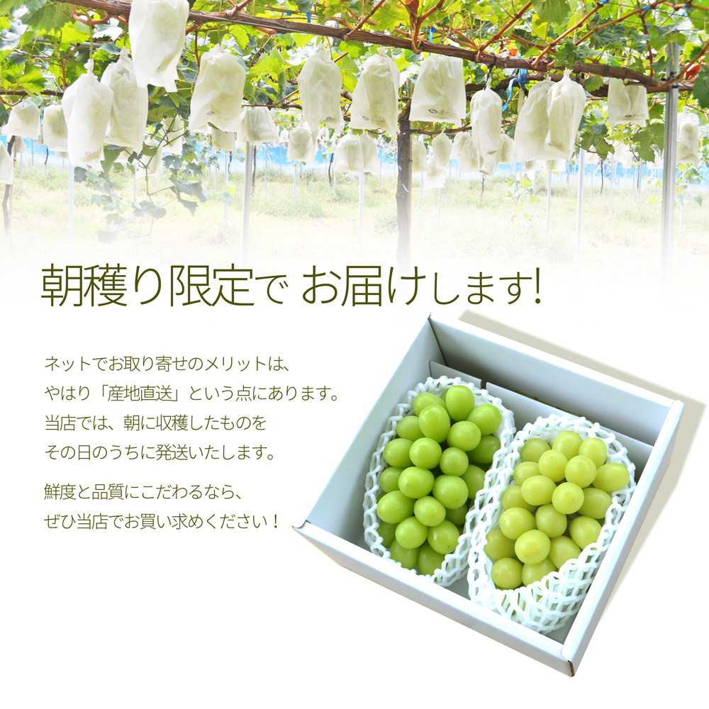シャインマスカット 雄宝 訳あり お試しパック 4kg 楽天市場】シャインマスカット 訳あり 4kg 山梨県産 粒不揃い 路地栽培