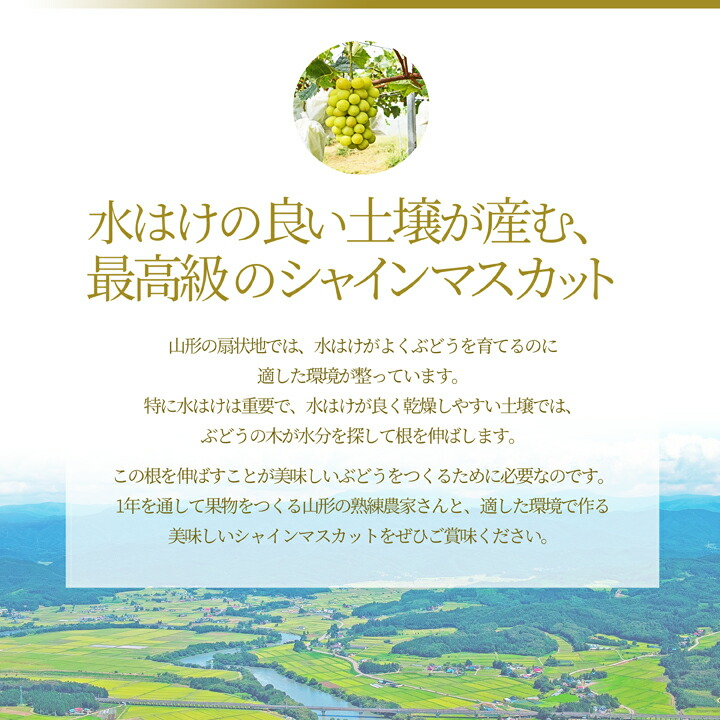 シャインマスカット×マスカットノワール×マスカサーティーン 計約1.7kg 山形県産 ぶどう 詰め合わせ 秀品 大粒 果物 化粧箱入 産地直送 ギフト 送料無料_5