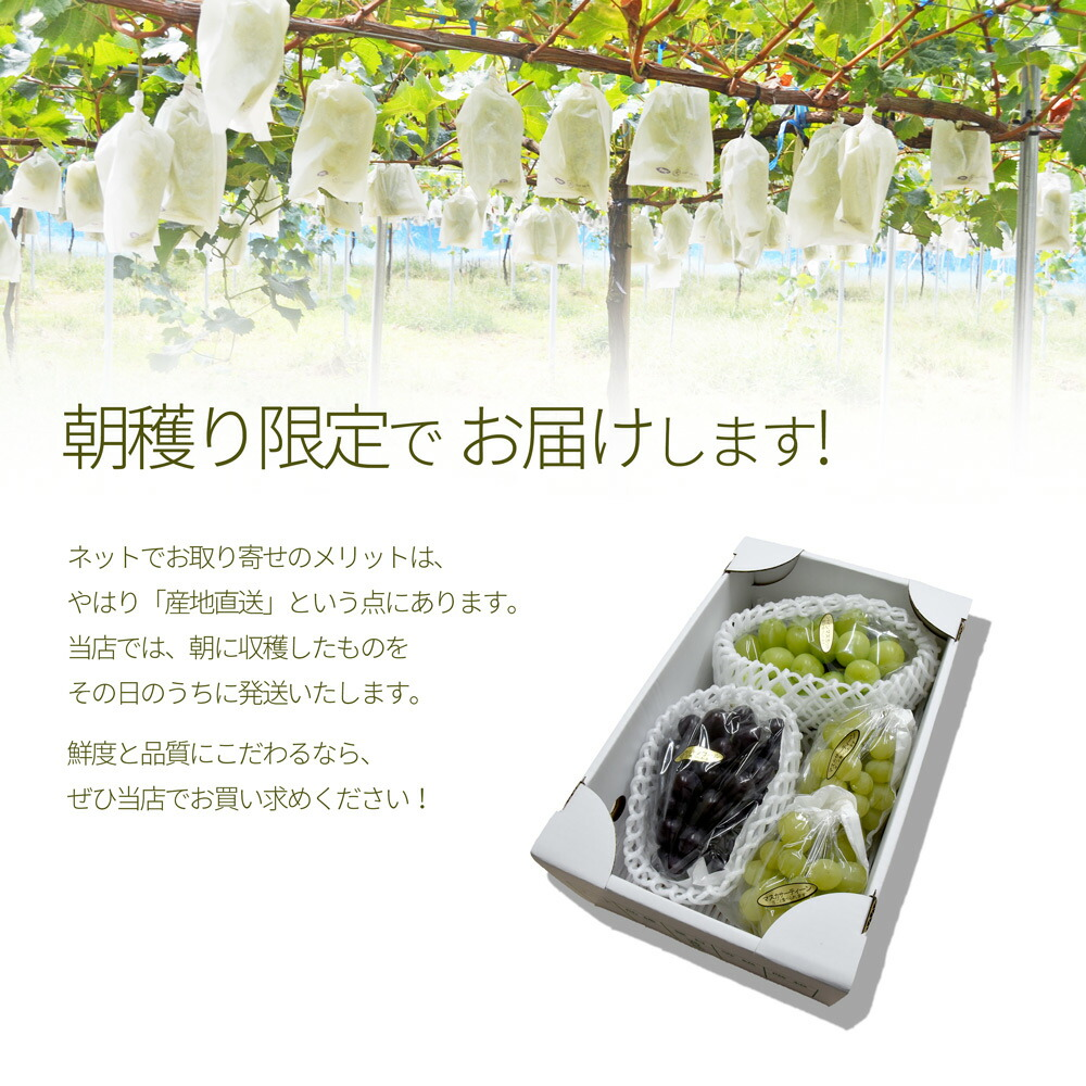 シャインマスカット×マスカットノワール×マスカサーティーン 計約1.7kg 山形県産 ぶどう 詰め合わせ 秀品 大粒 果物 化粧箱入 産地直送 ギフト 送料無料_6