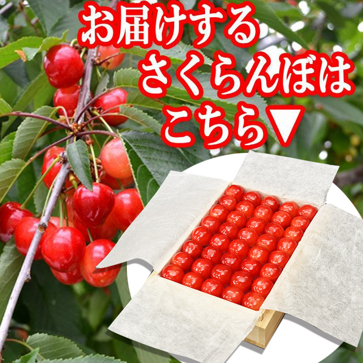 2025年　さくらんぼ 問い合わせ用出品 2025年4月頃～予約開始予定|《ご家庭用》さくらんぼ紅秀峰1kg