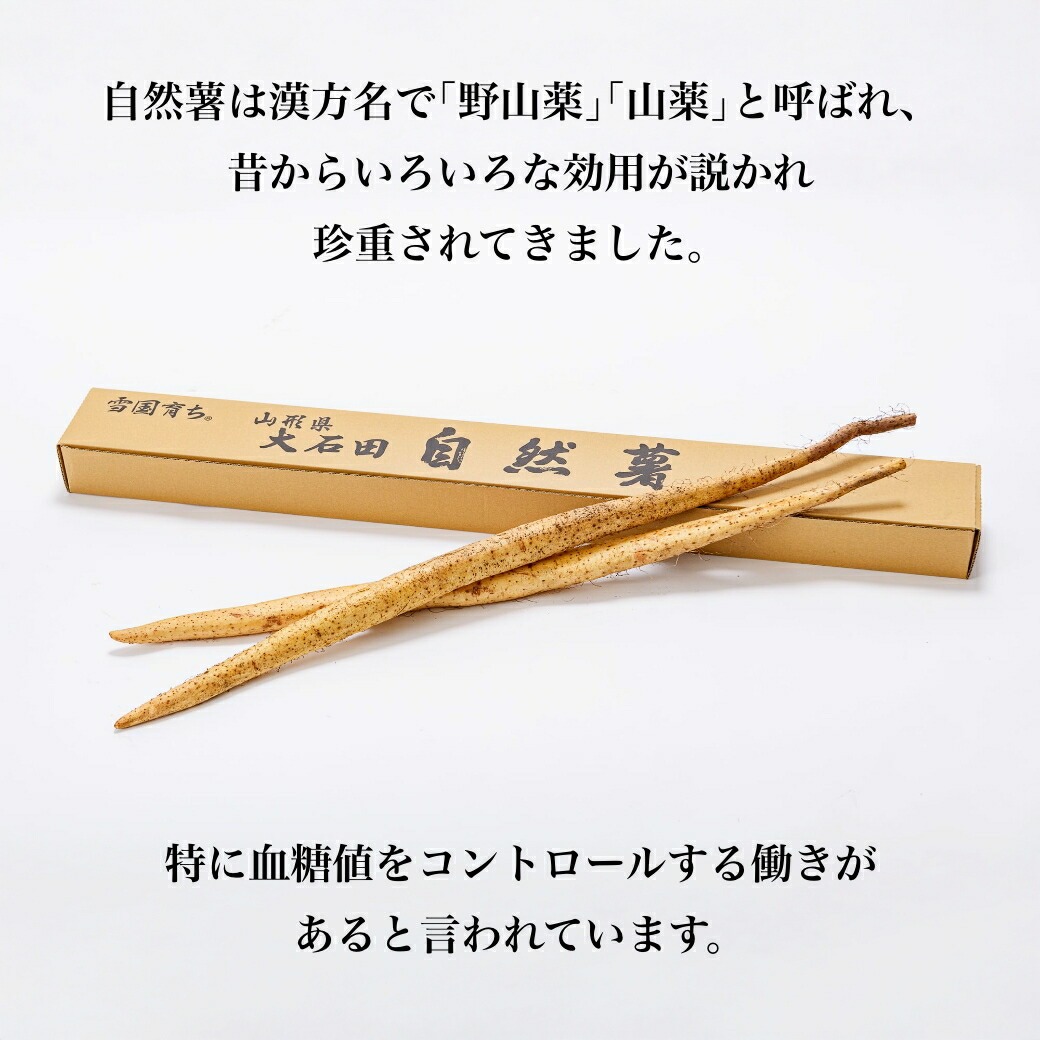 野山薬 山薬 血糖値をコントロール