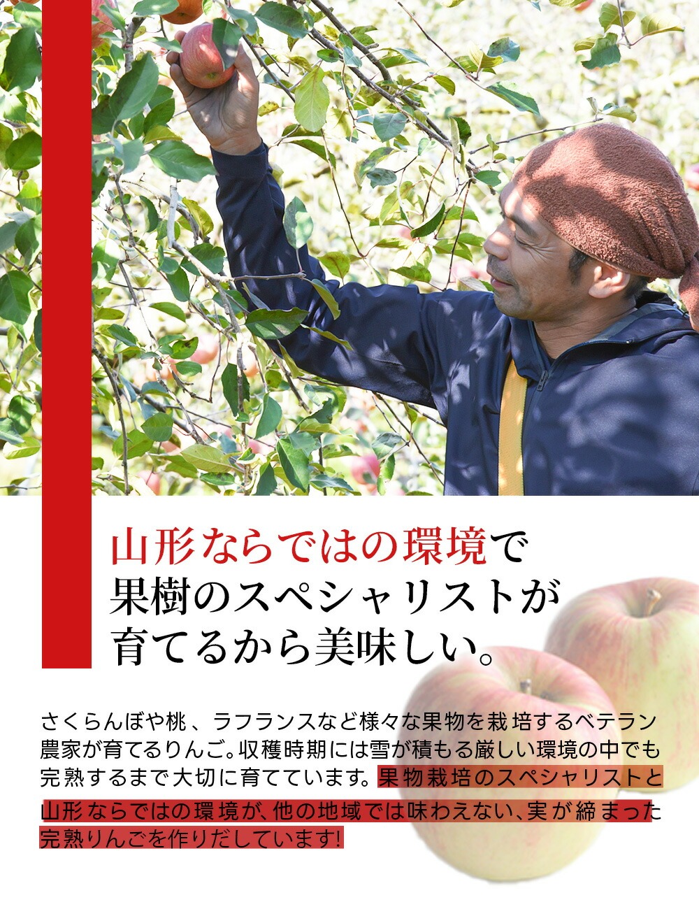 山形の特殊な環境と果物のスペシャリストが作るから美味しい
