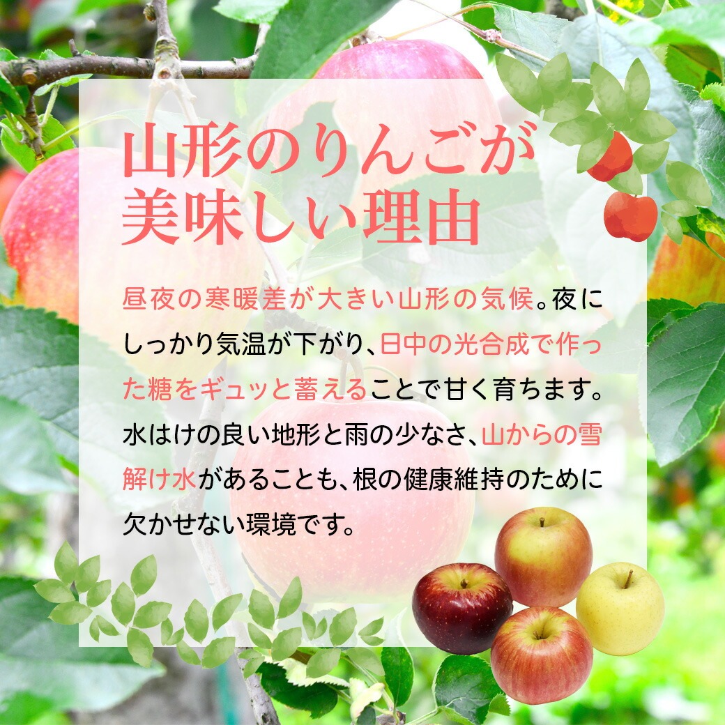 山形のりんごが美味しい理由 昼夜の寒暖差が大きい山形の気候。夜にしっかり気温が下がり、日中の光合成で育った等をぎゅっと蓄えることで甘く育ちます。水はけの良い地形と雨の少なさ、山からの雪解け水があることも、根の健康維持のために欠かせない環境です。
