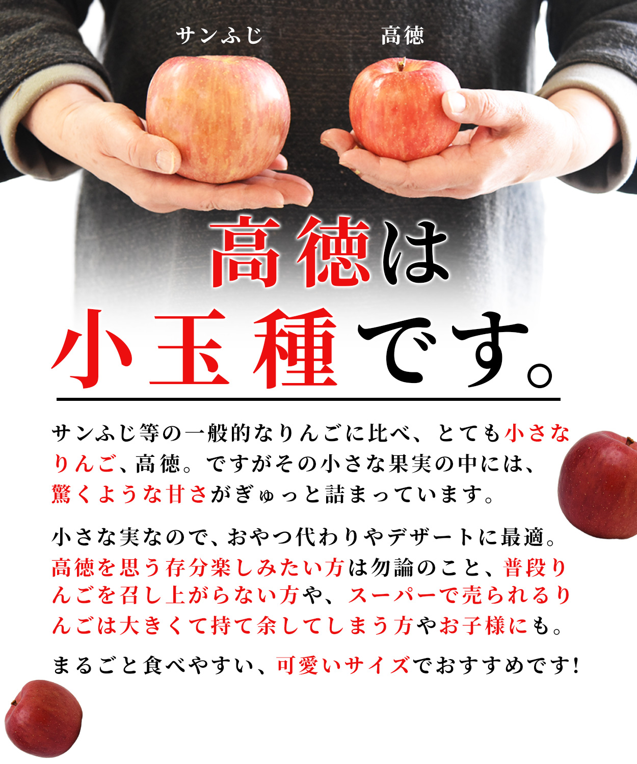 りんご 訳あり 高徳(こうとく) 3kg入り 約20〜30玉入り 山形県産 蜜